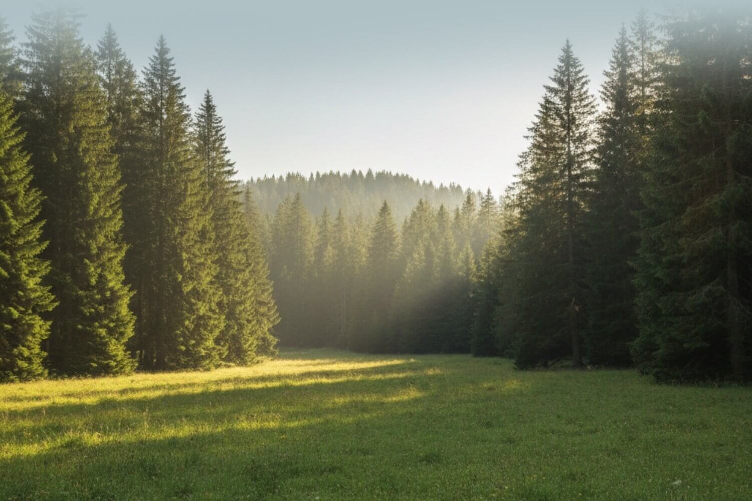 Vysoká čistota suroviny